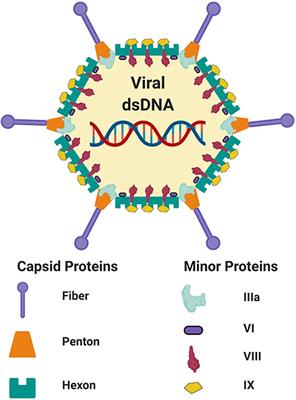 Factors Which Contribute to the Immunogenicity of Non-replicating Adenoviral Vectored Vaccines